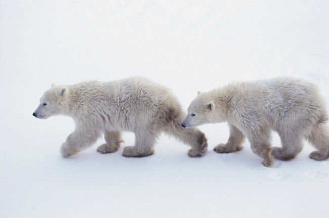 Обои картинки фото животные, медведи, арктика, белые