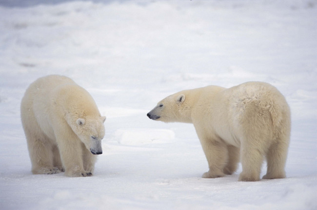 Обои картинки фото животные, медведи, арктика, белые