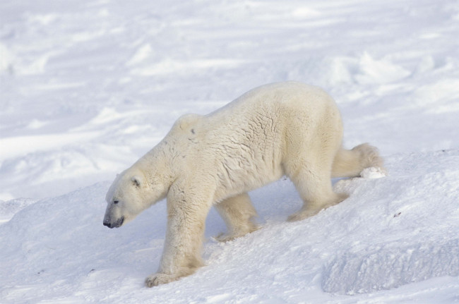 Обои картинки фото животные, медведи, арктика, белый, медведь