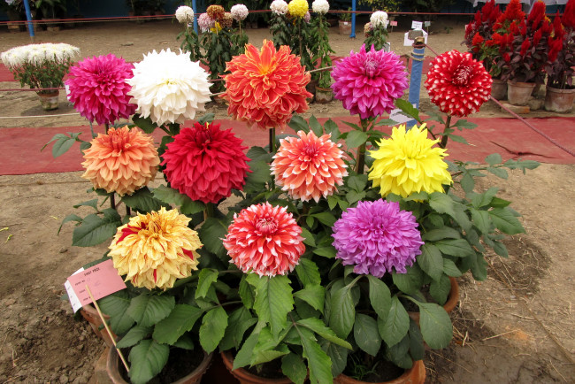 Обои картинки фото цветы, георгины