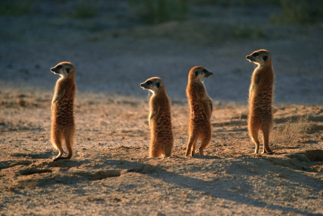 Обои картинки фото животные, сурикаты, семейка