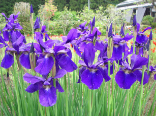 Картинка цветы ирисы лепестки