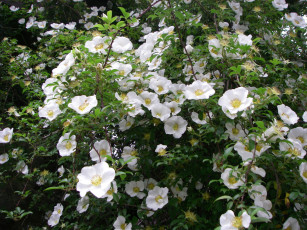 Картинка цветы шиповник бутоны