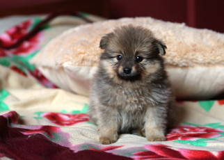 Картинка животные собаки щенок