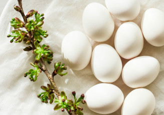 Картинка еда Яйца яйца ветка