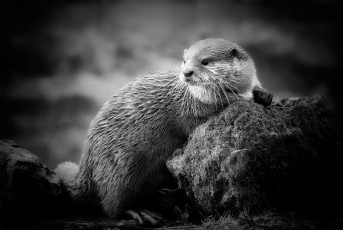 Картинка животные выдры +каланы +ондатры выдра