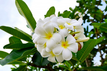 Картинка цветы плюмерия тропики