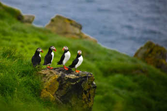 Картинка животные тупики камень трава