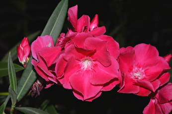 Картинка цветы олеандры малиновый