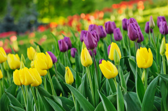 Картинка цветы тюльпаны бутоны