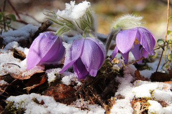 Картинка цветы анемоны +адонисы сон-трава