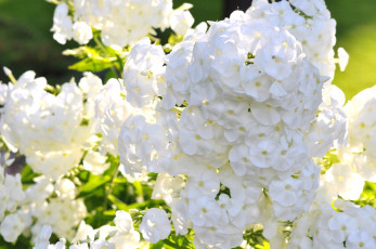 Картинка цветы флоксы белоснежный