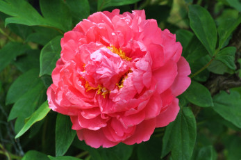 Картинка цветы пионы пышный