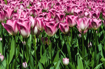 Картинка цветы тюльпаны много