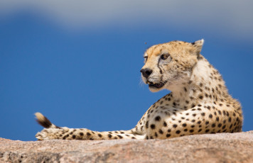 Картинка животные гепарды кошка