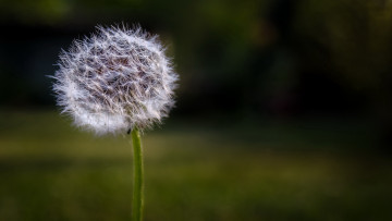 Картинка цветы одуванчики одуванчик