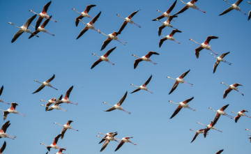 Картинка животные фламинго полет