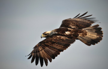 Картинка животные птицы+-+хищники полет