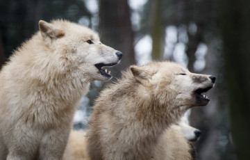 Картинка животные волки +койоты +шакалы пара