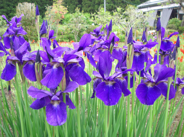 Обои картинки фото цветы, ирисы, лепестки