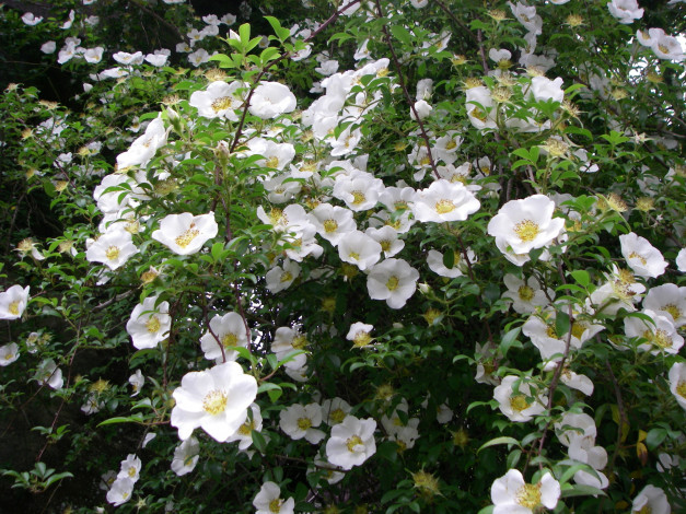 Обои картинки фото цветы, шиповник, бутоны