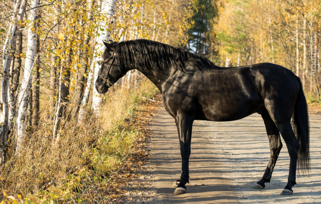 Обои картинки фото животные, лошади, вороной