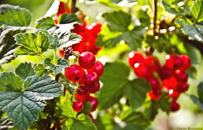 Обои картинки фото природа, Ягоды, красная, смородина