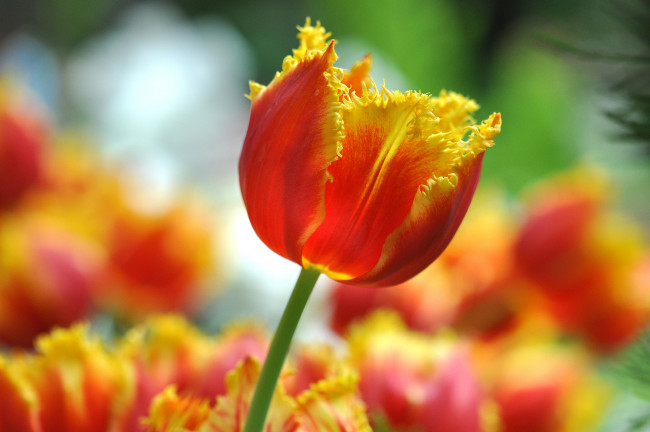 Обои картинки фото цветы, тюльпаны, бутон