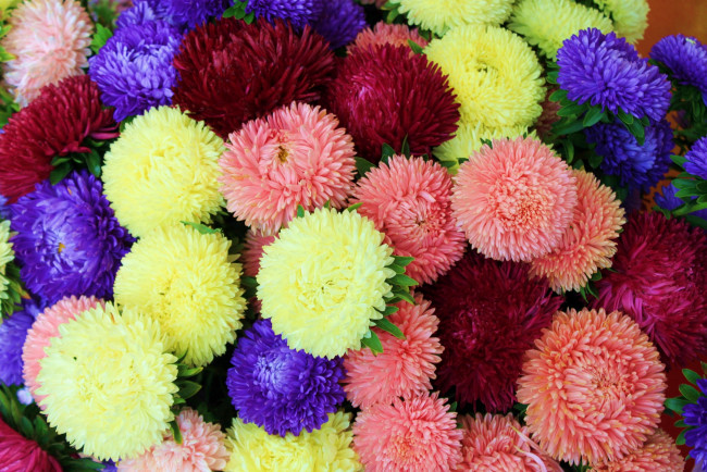 Обои картинки фото цветы, астры, разноцветный