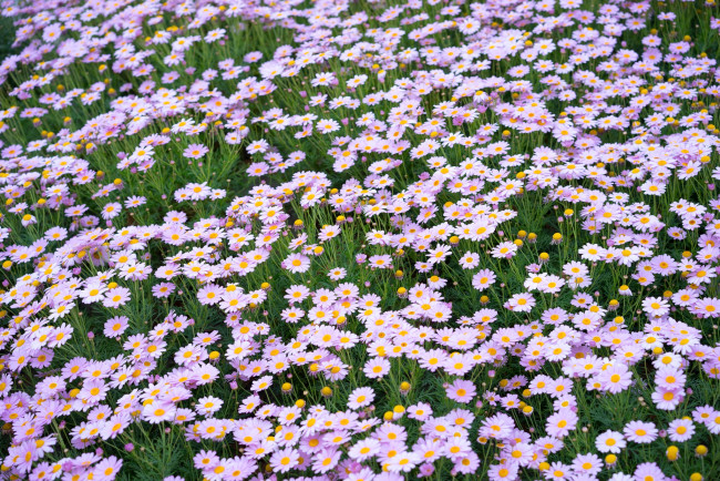 Обои картинки фото цветы, ромашки, розовый