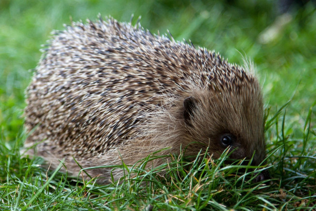 Обои картинки фото животные, ежи, колючки