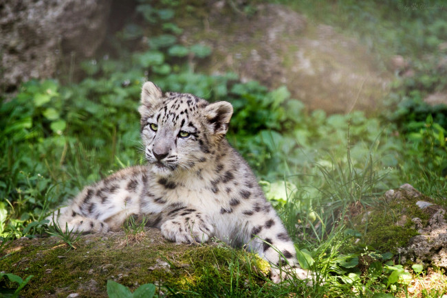 Обои картинки фото животные, снежный барс , ирбис, малыш