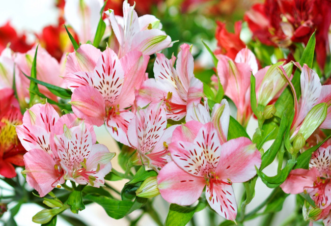 Обои картинки фото цветы, альстромерия, розовый