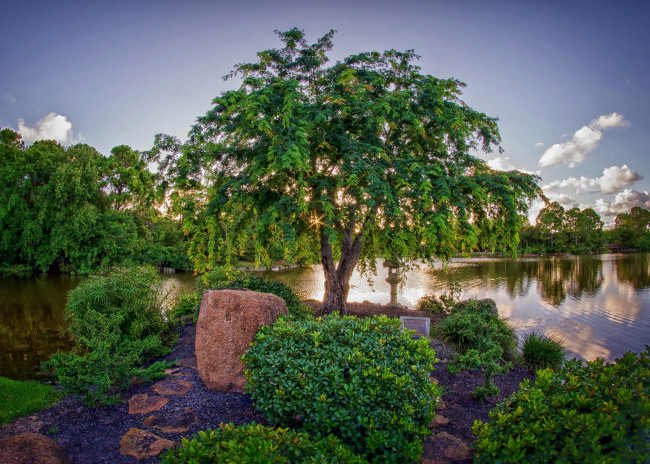 Обои картинки фото майями, природа, парк, miami, garden, пруд, деревья, japanese, morikami, кусты, сад