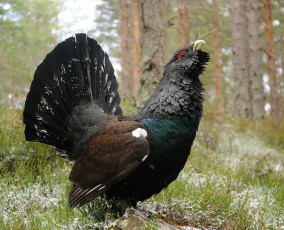 Картинка животные глухари +тетерева глухарь