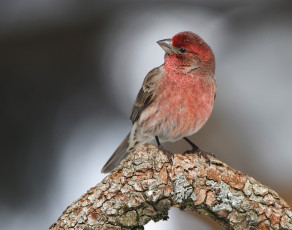 Картинка животные птицы ветка птица
