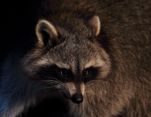 Картинка животные еноты енот