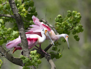 Картинка животные птицы птички