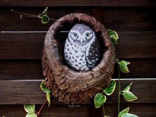 Картинка разное ремесла +поделки +рукоделие изделие дупло листья сова