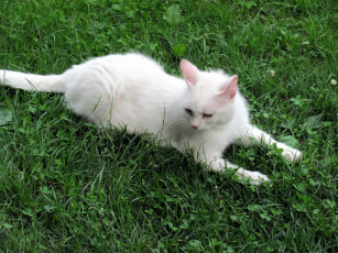 Картинка животные коты белый