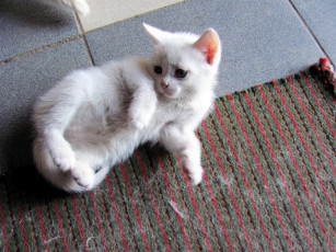 Картинка животные коты котенок