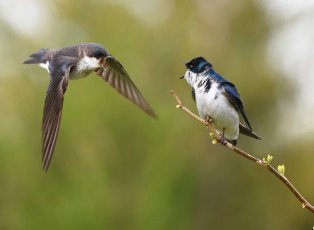 Картинка животные птицы ветка фон