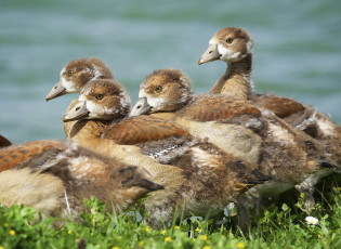 Картинка животные утки утята луг трава цветы солнечно