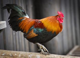 Картинка животные куры +петухи петух