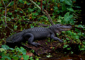 Картинка животные крокодилы крокодил