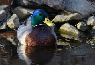 Картинка животные утки утка камни вода