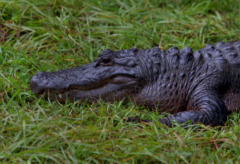 Картинка животные крокодилы крокодил