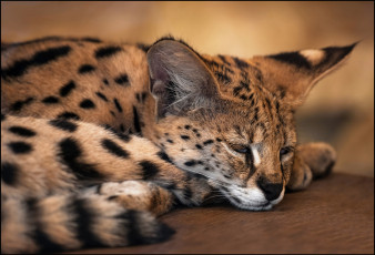 Картинка животные оцелоты оцелот