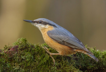 Картинка животные поползни поползень