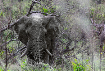 Картинка животные слоны слон